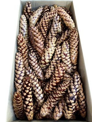 Strobus 20/25cm lackiert