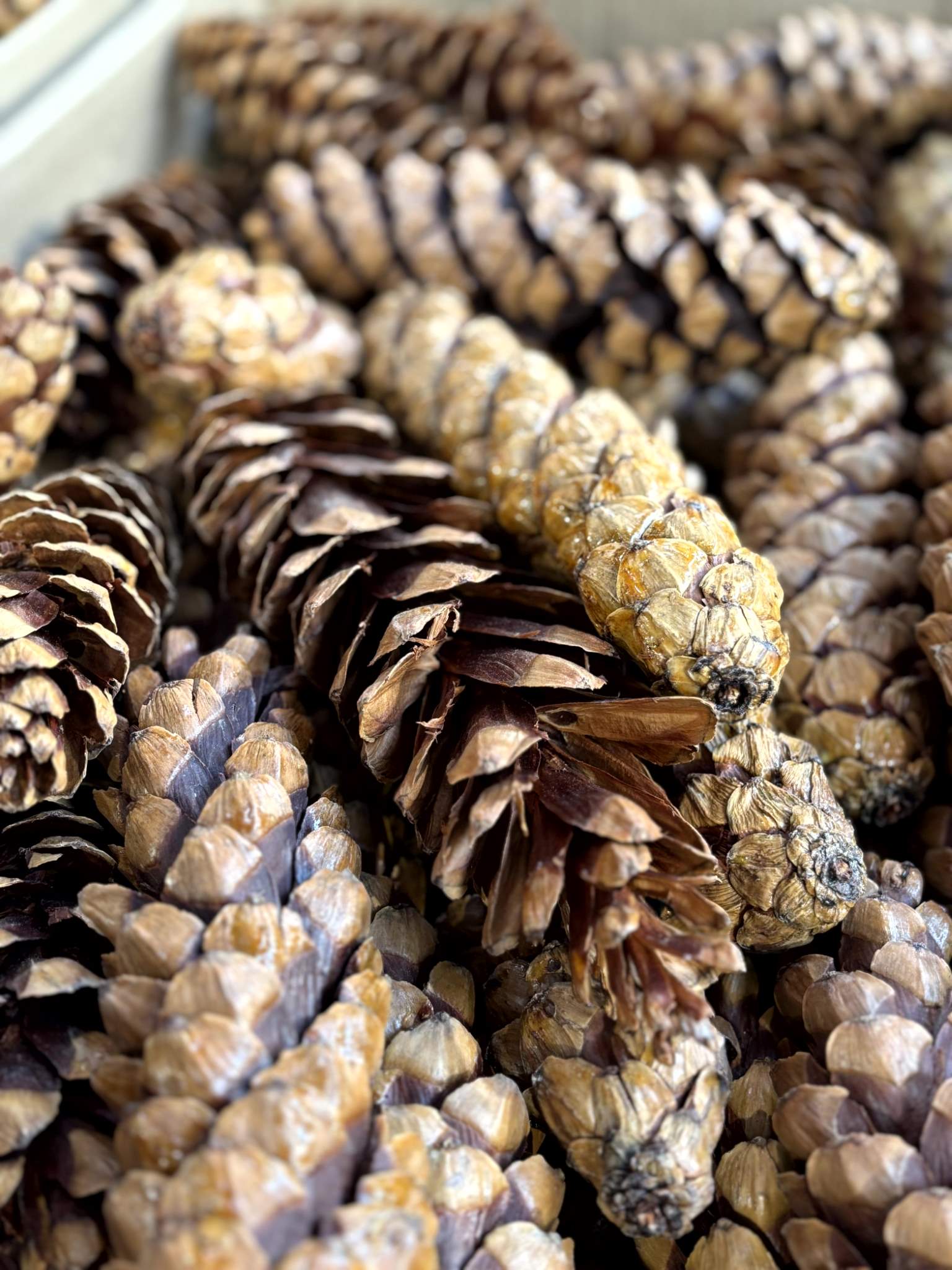 Strobus 25/30cm lackiert – Bild 2