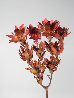 Vanosium mehrköpfig rot