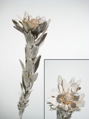 Vanosium white-washed