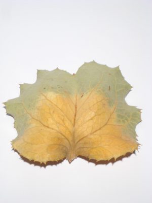 Victoria Blätter natur