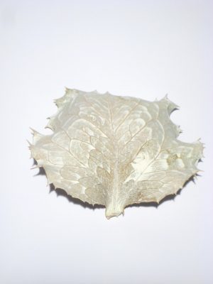 Victoria Blätter white-washed