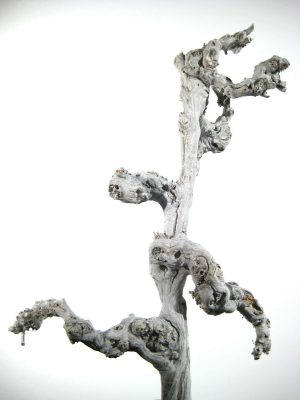 Weinstock 50-70cm white-washed