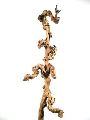 Weinstock sandgestrahlt 50-70cm