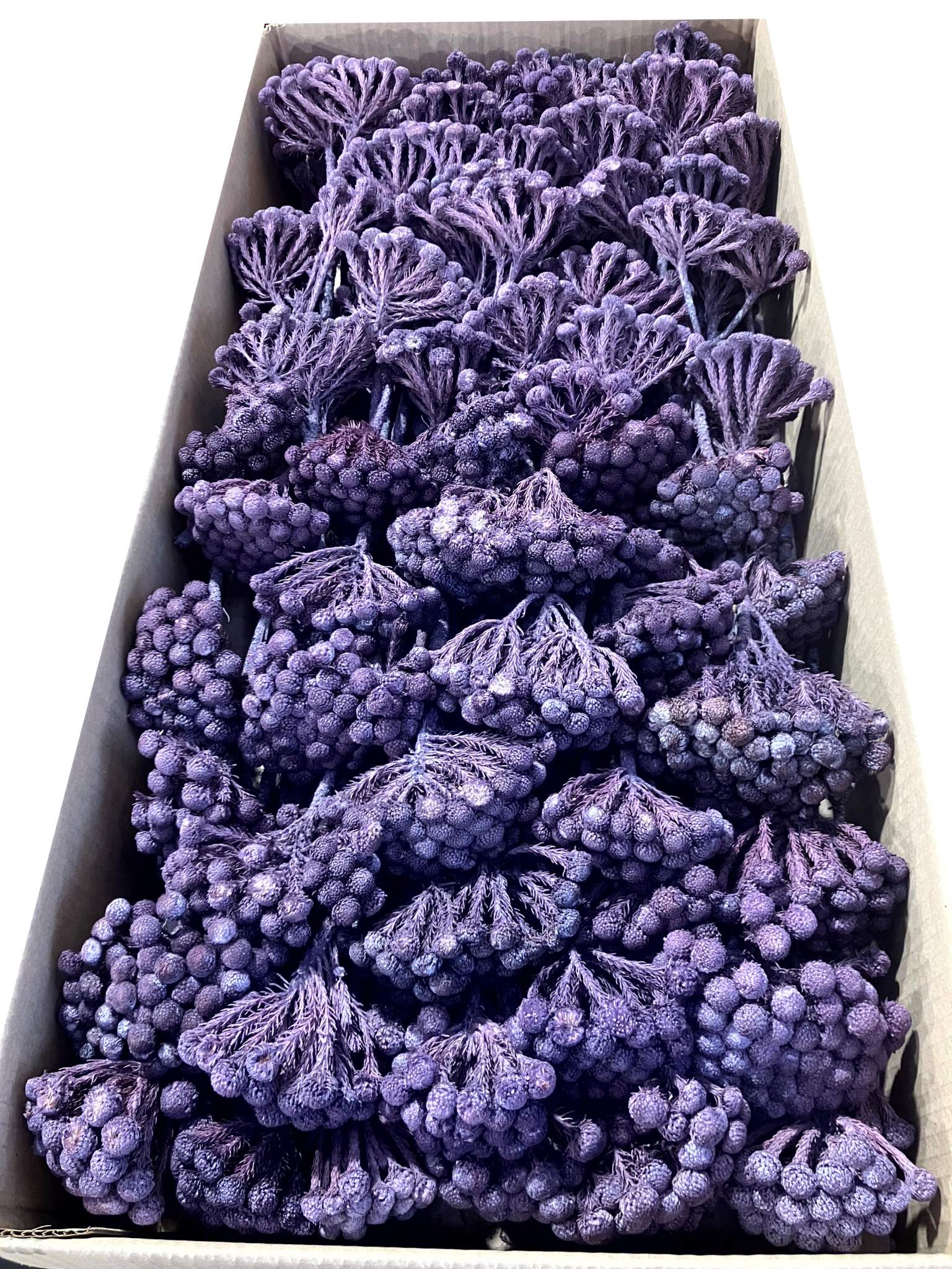 Albiflora fuchsia gefrostet – Bild 2