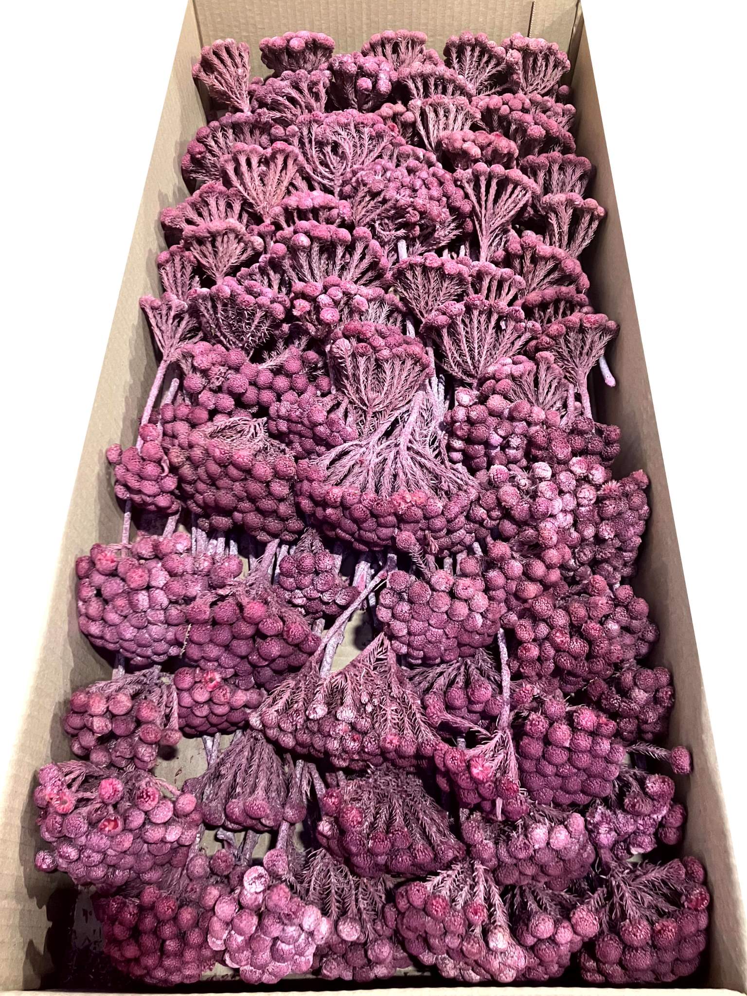 Albiflora rot gefrostet – Bild 2