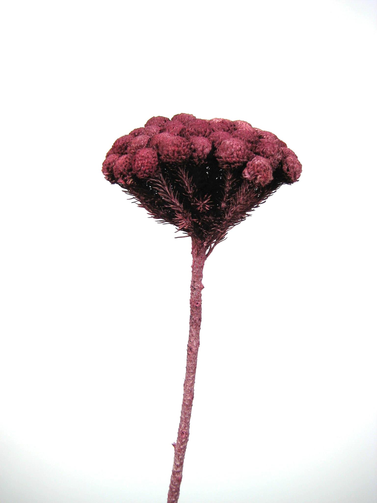 Albiflora rot gefrostet