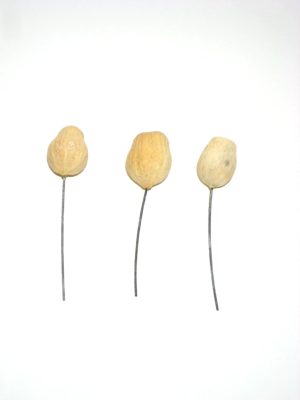 Bellgum gebleicht angedrahtet