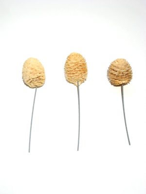 Murii gebleicht angedrahtet