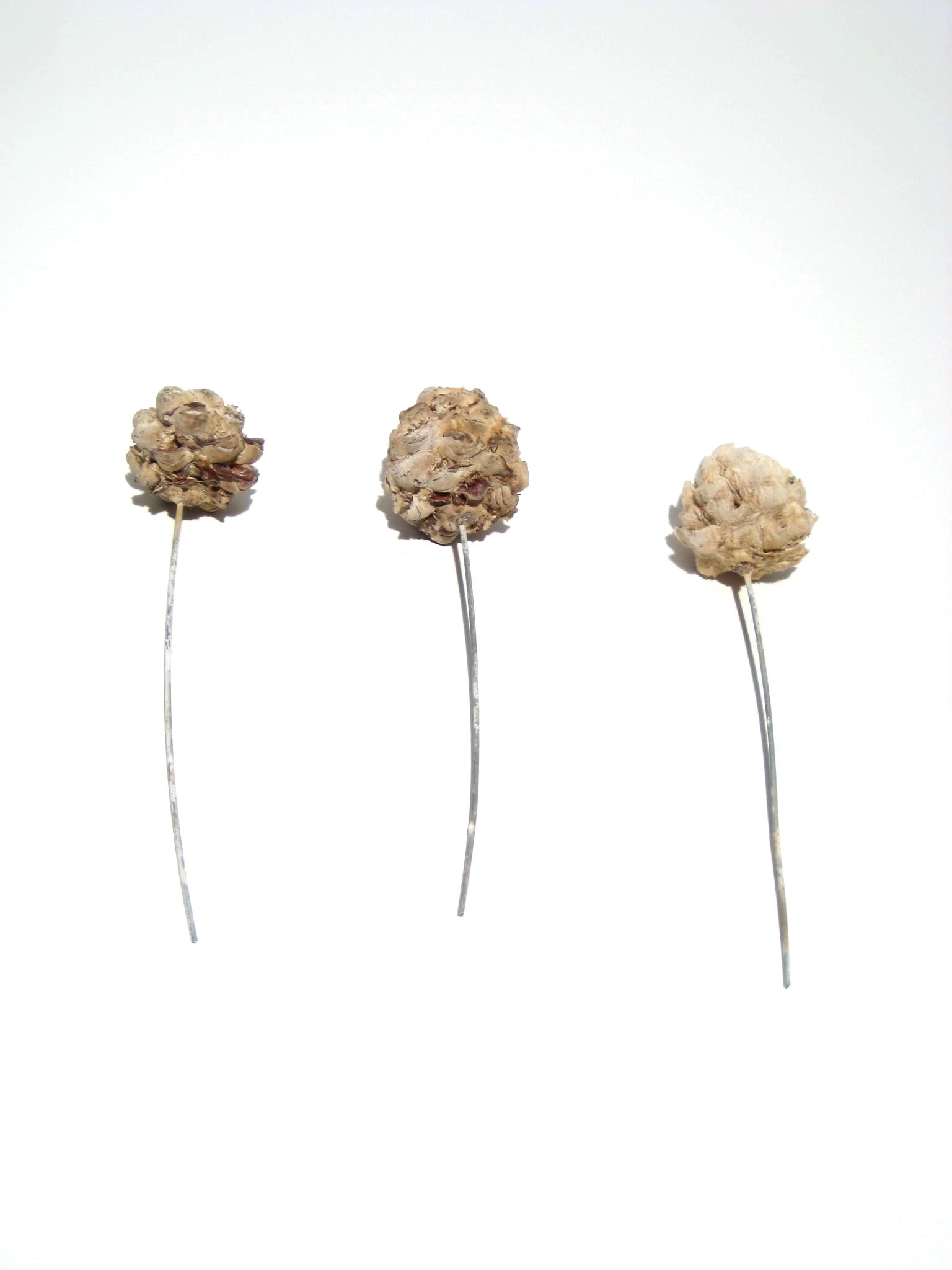 Pubescens white-washed angedrahtet