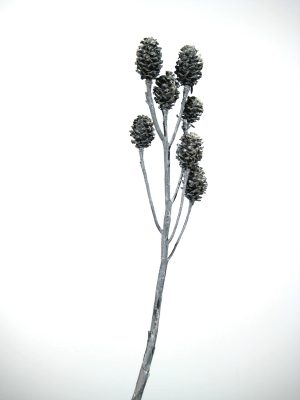 Salignum-Zweige anthrazit gefrostet