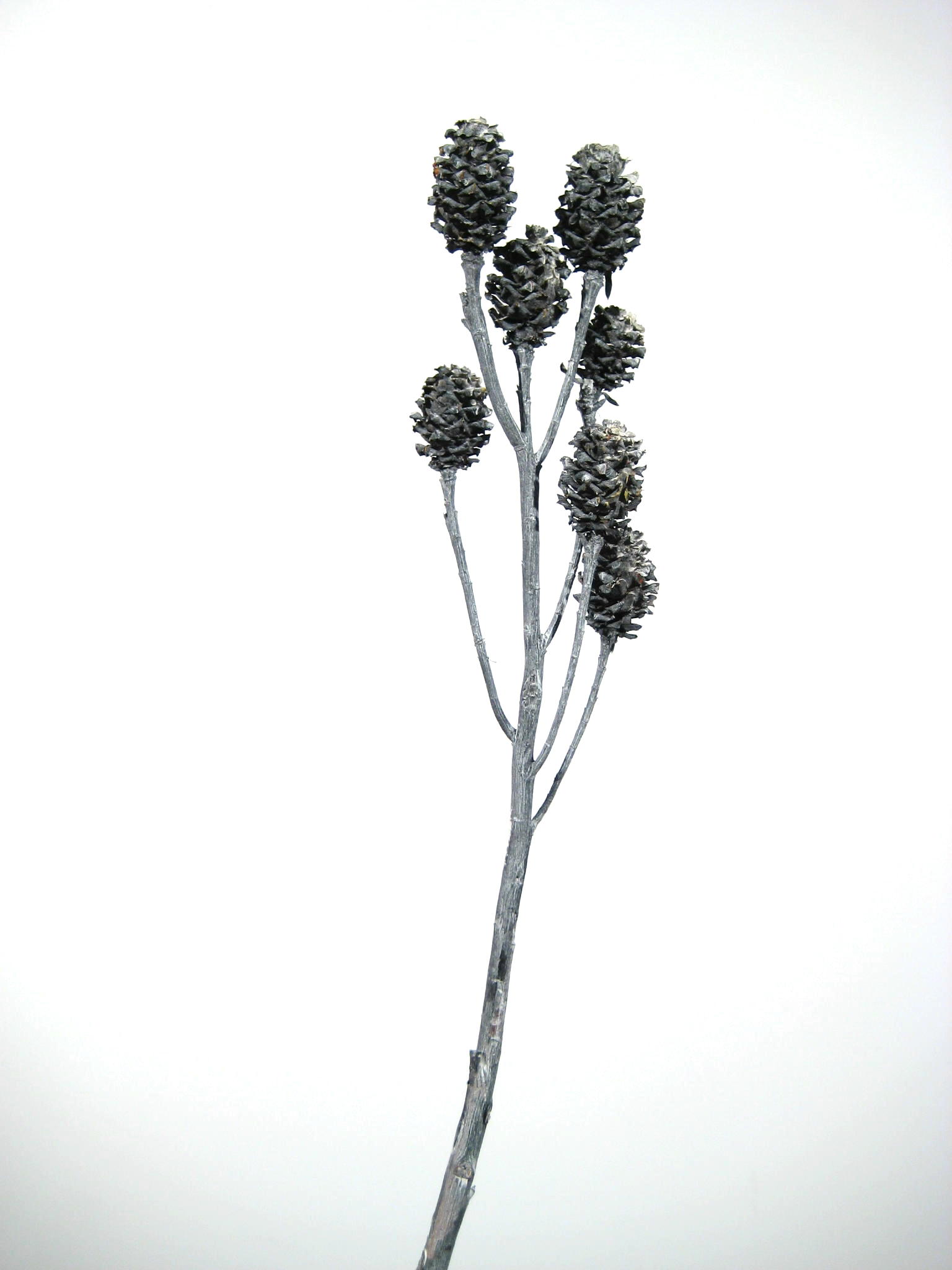 Salignum-Zweige anthrazit gefrostet