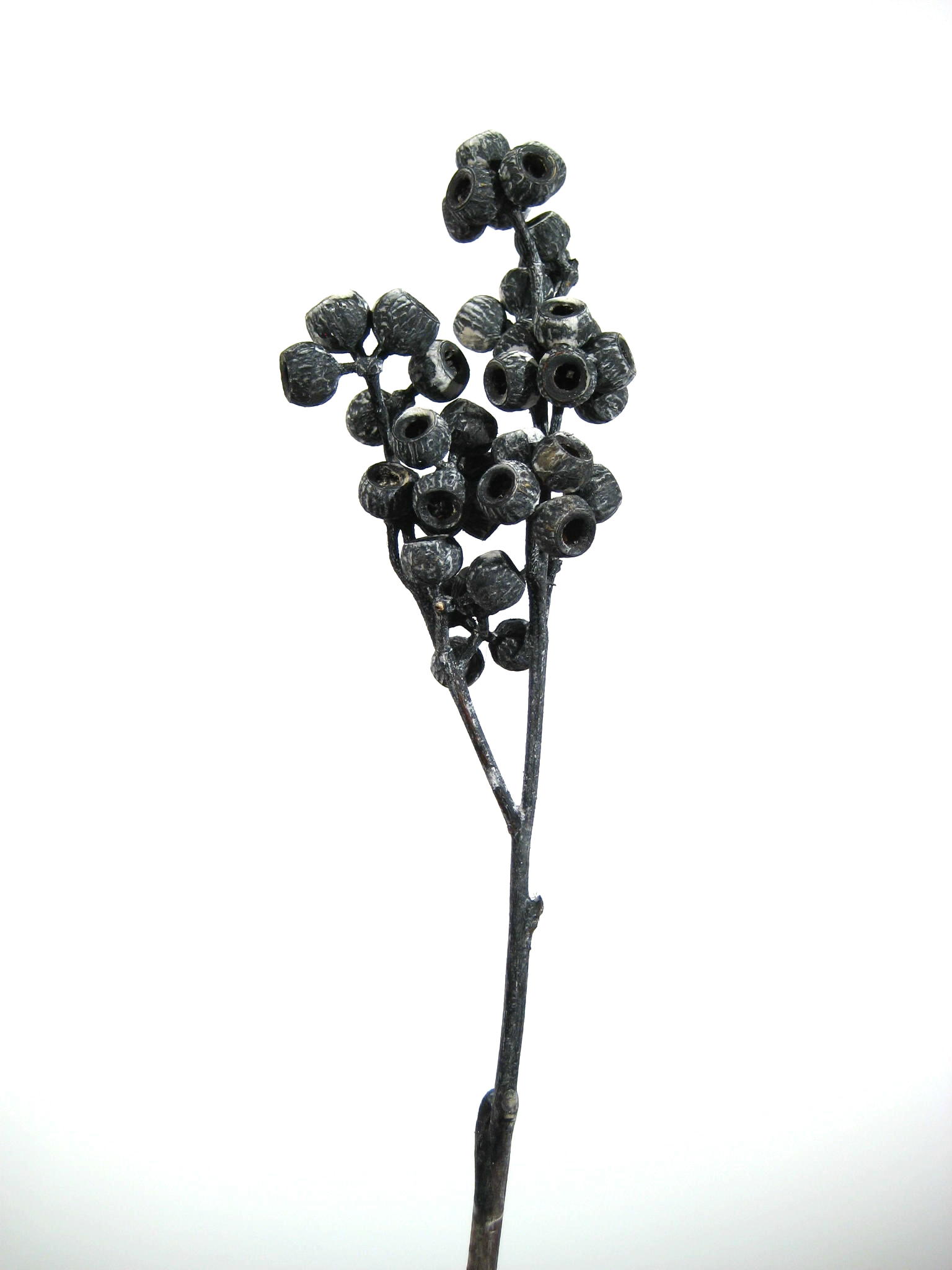 Ambernut-Zweige anthrazit gefrostet