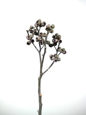 Ambernut-Zweige grün gefrostet