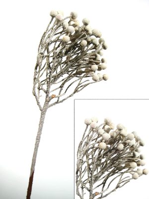 Brunia verzweigt white-washed