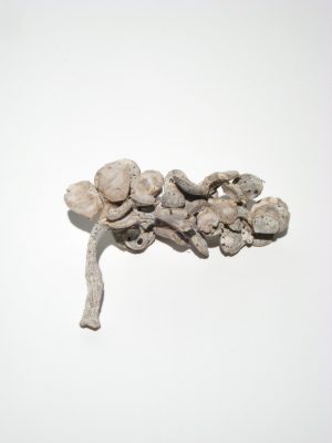 Mond-Zweig white-washed