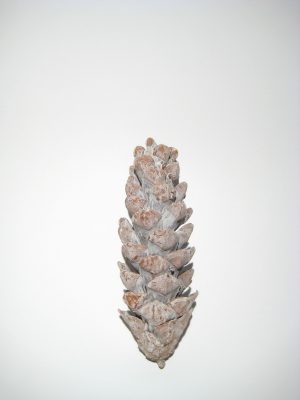 Strobus 10/15cm white-washed