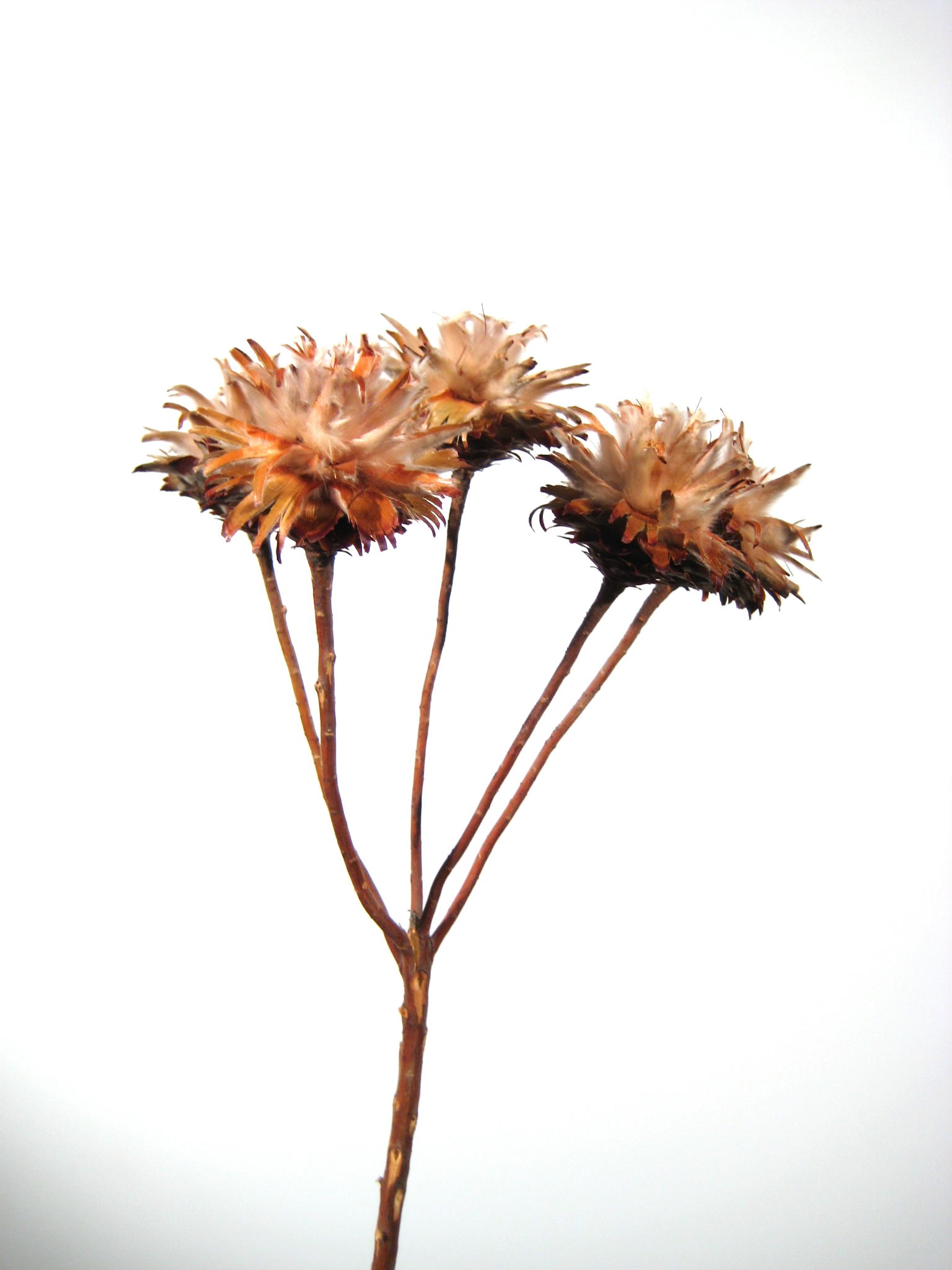 Plumosum 4-6 Köpfe braun