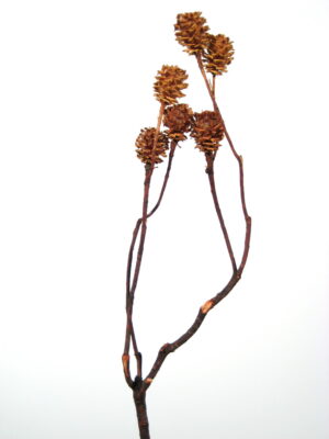 Salignum-Zweige braun